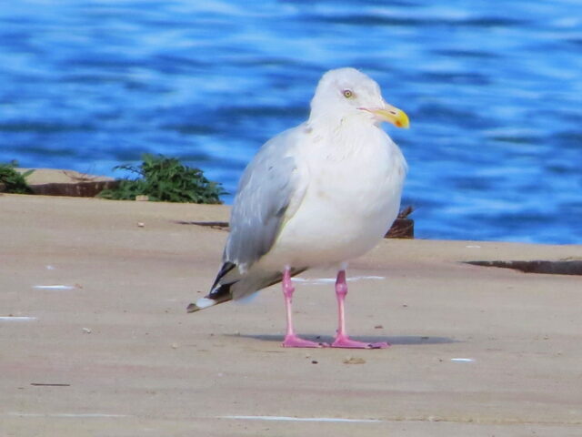 Cooperative Herring Gull - Photo Lisa Phelps