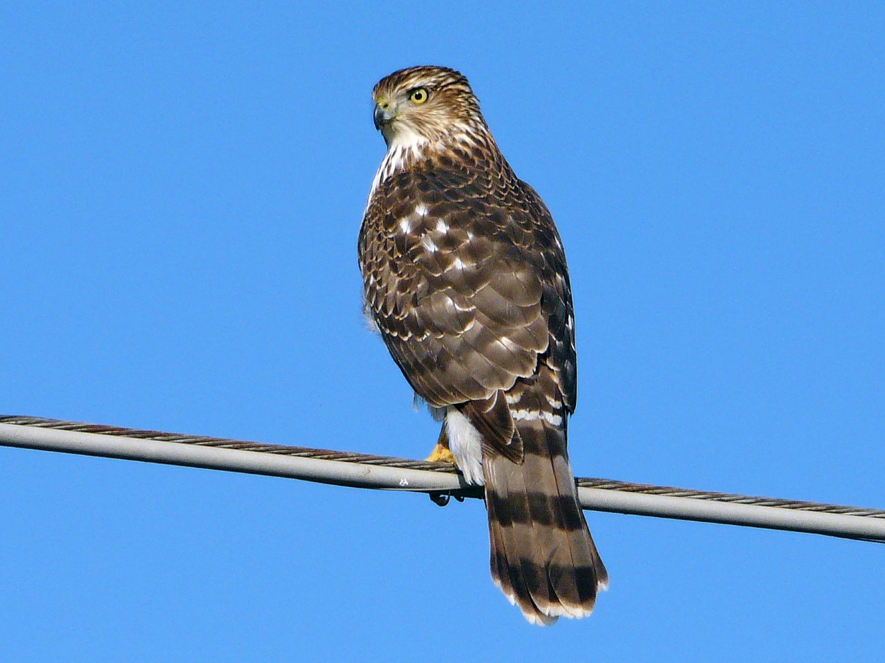 Coopers Hawk - Photo Earl Harrison