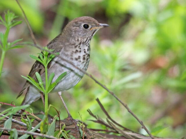 Gray-cheeked Thrush - Photo Earl Harrison