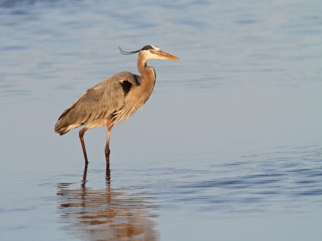 Great Blue Heron - Photo Earl Harrison