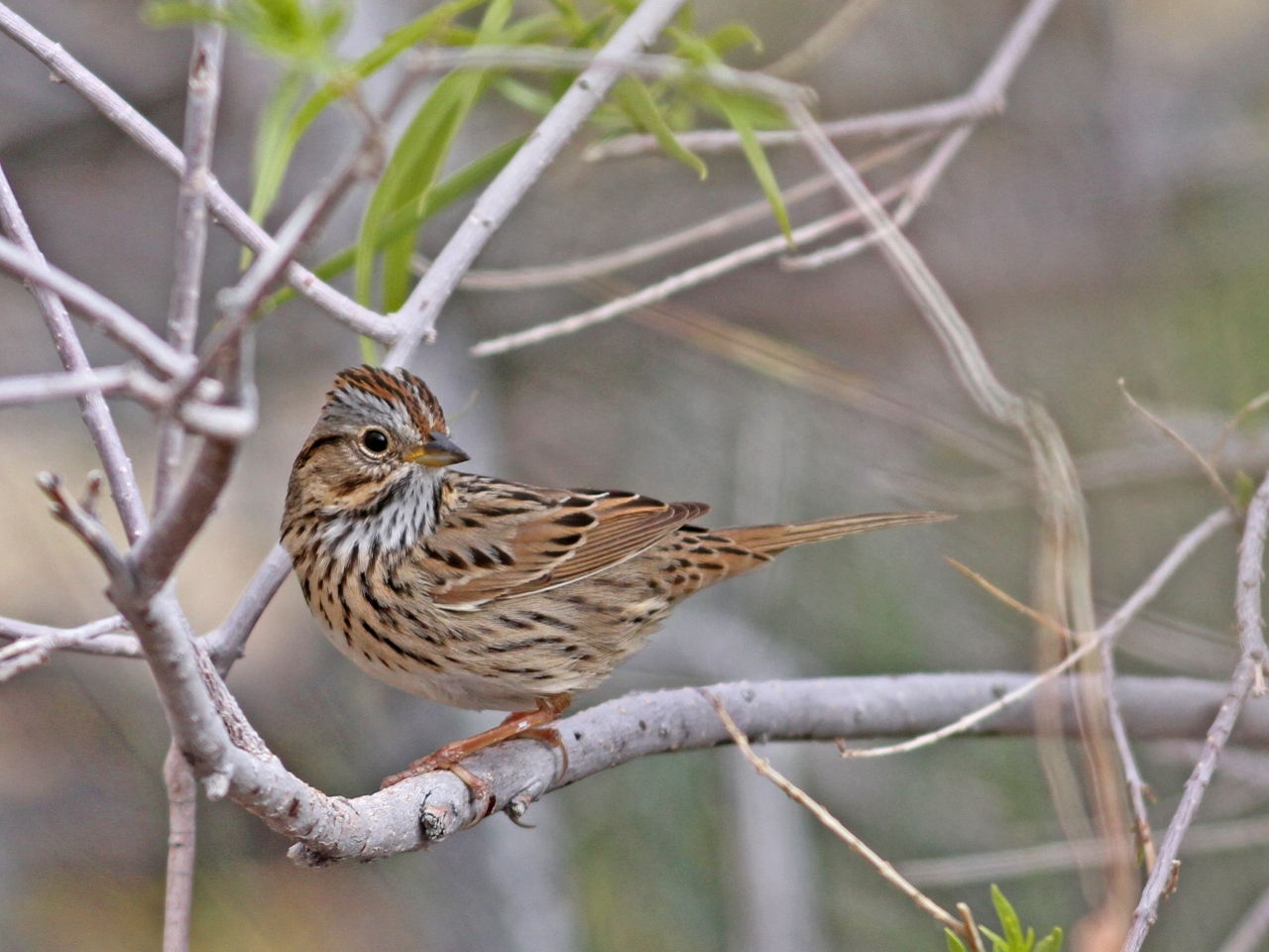 Lincoln's Sparrow - Photo Earl Harrison