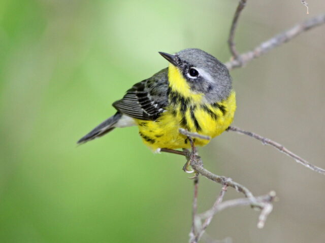 Magnolia Warbler - Photo Earl Harrison