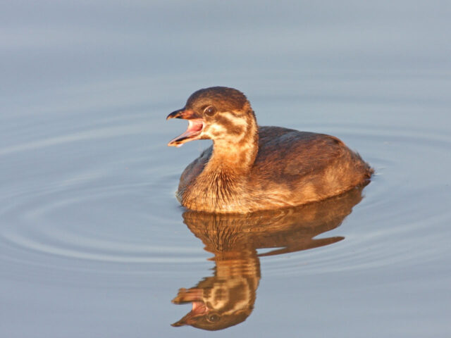 Pied-billed Grebe (immature) - Photo Earl Harrison