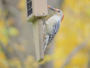 Red-bellied Woodpecker - Photo Lisa Phelps