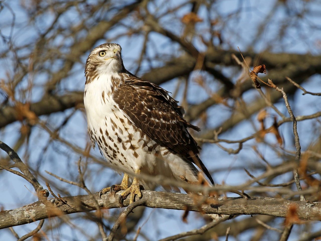 Red-tailed Hawk - Photo Earl Harrison