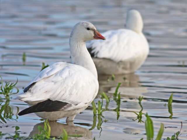 Ross's Goose - Photo Earl Harrison