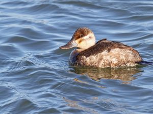 Ruddy Duck (female) - Photo Earl Harrison