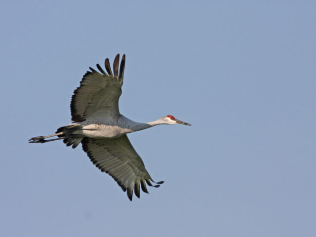 Sandhill Crane Soaring - Photo Earl Harrison