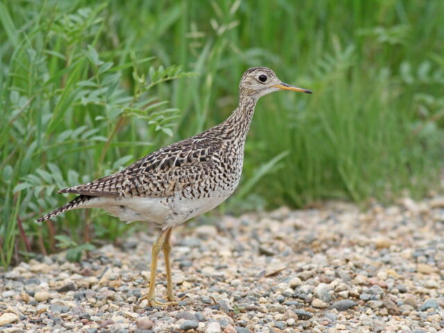 Upland Sandpiper - Photo Earl Harrison