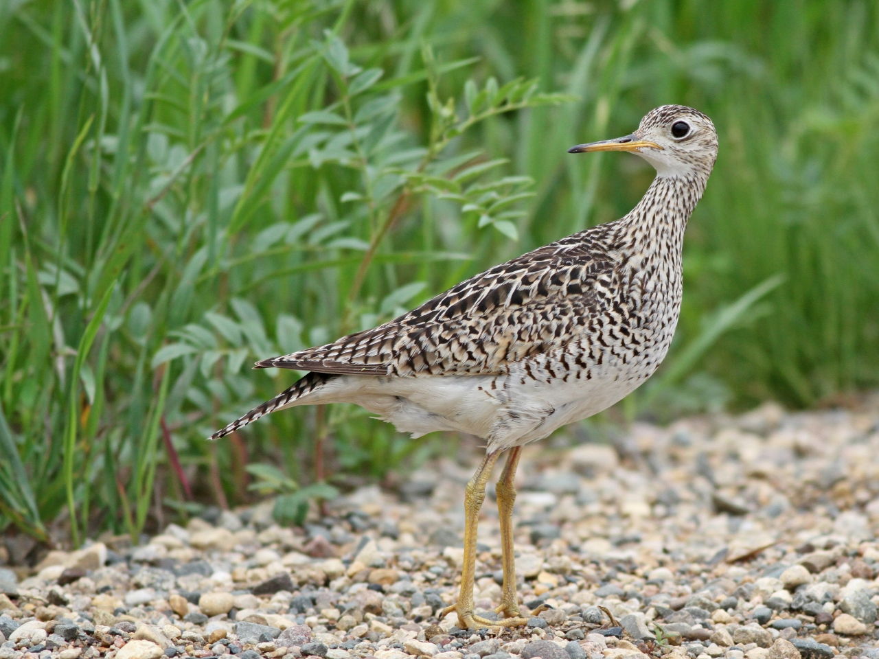 Upland Sandpiper - Photo Earl Harrison