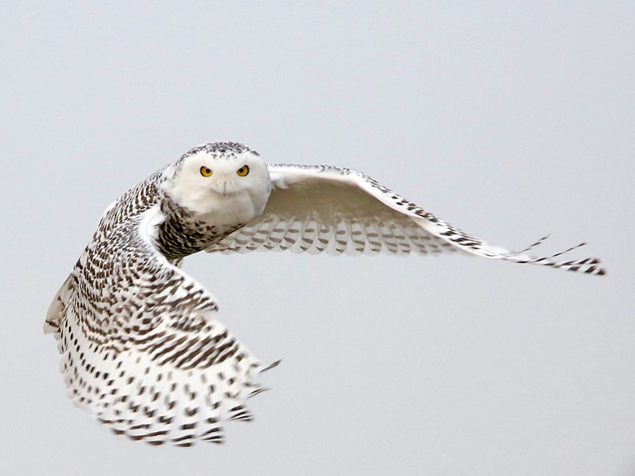 Snowy Owl Head On - Photo Earl Harrison