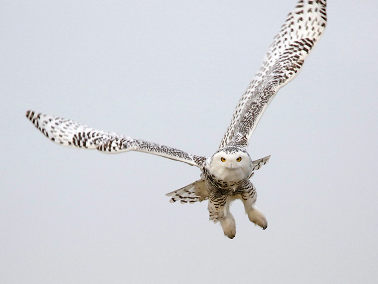 Snowy Owl Swooping - Photo Earl Harrison