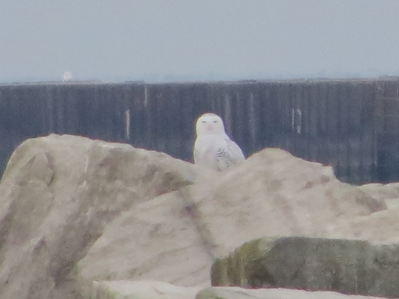 Snowy Owl - Photo Lisa Phelps