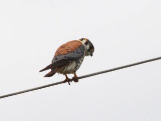 American Kestrel - Photo Alan Schmierer