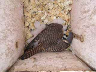 K-14 Kestrel Shields Hatchlings