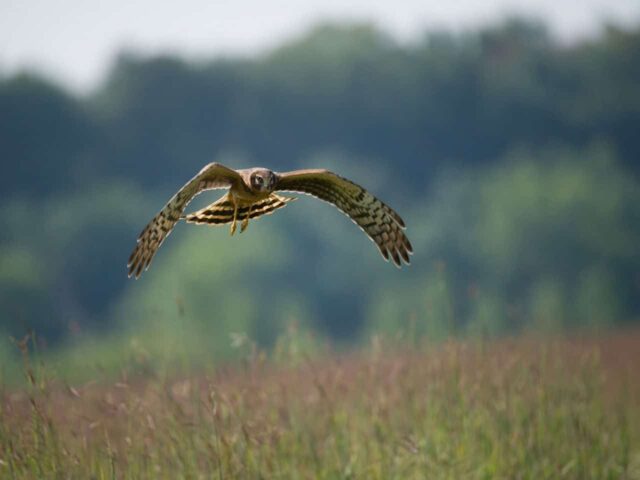 Northern Harrier - Photo USFWS