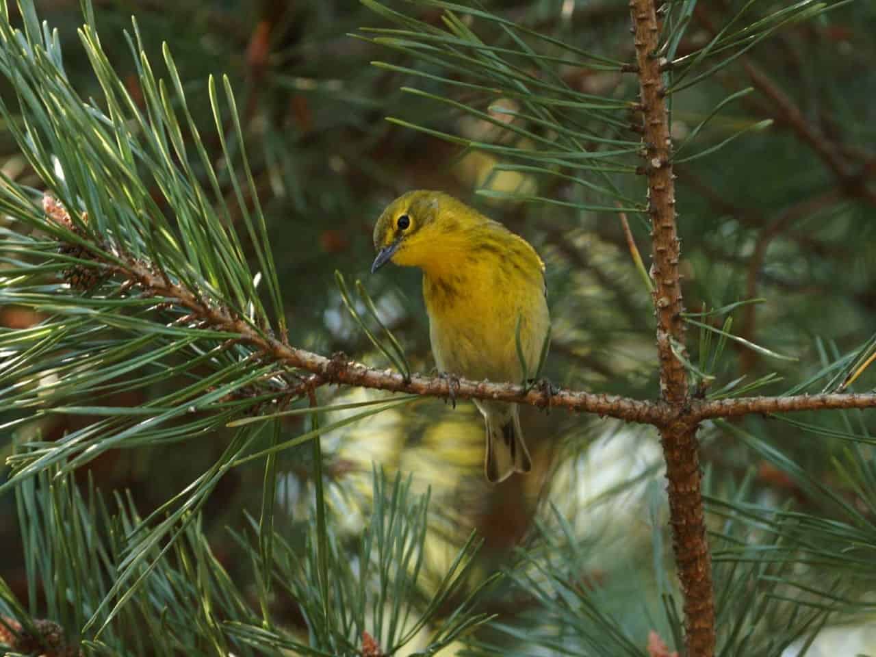 Pine Warbler - Photo USFWS