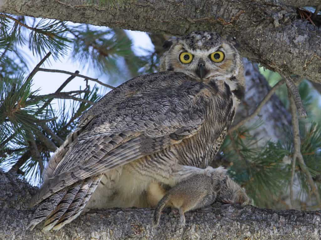 Great Horned Owl at Yellowstone NP - Photo Jim Peaco
