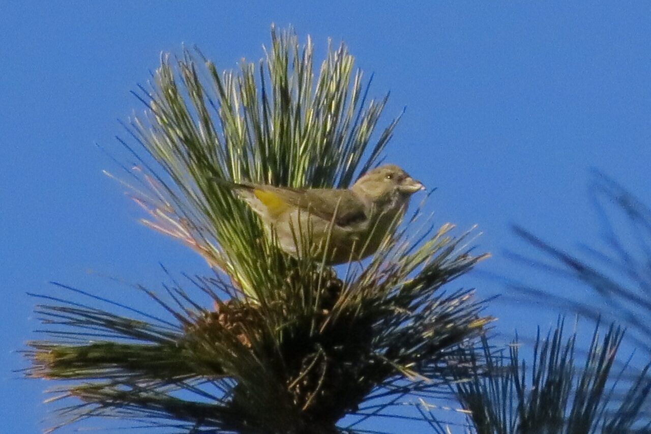 Oak Openings Red Crossbill by Lisa Phelps