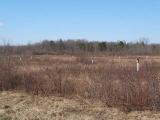 Nestboxes in the Panhandle Road Wildlife Area