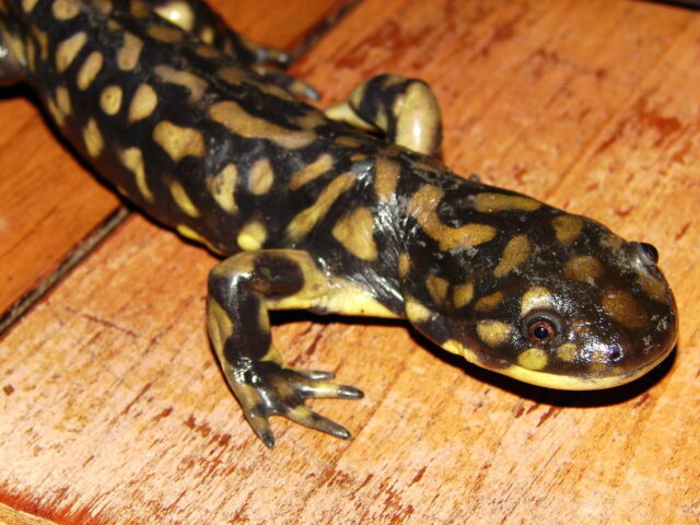 Eastern Tiger Salamander - Photo Matt Reinbold