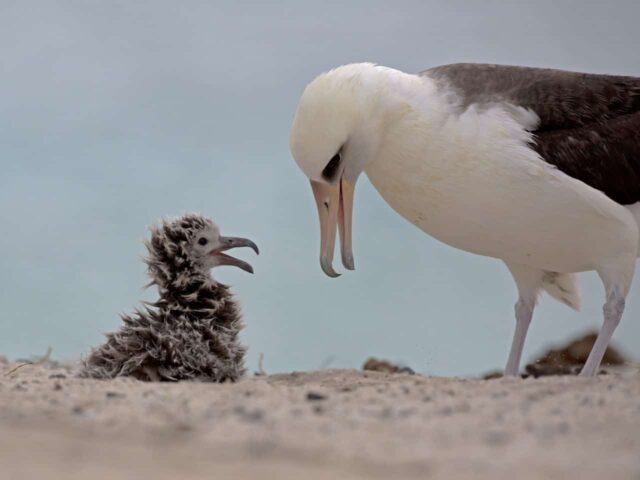 Laysan Albatross Mother and Chick - Photo National Marine Sanctuaries