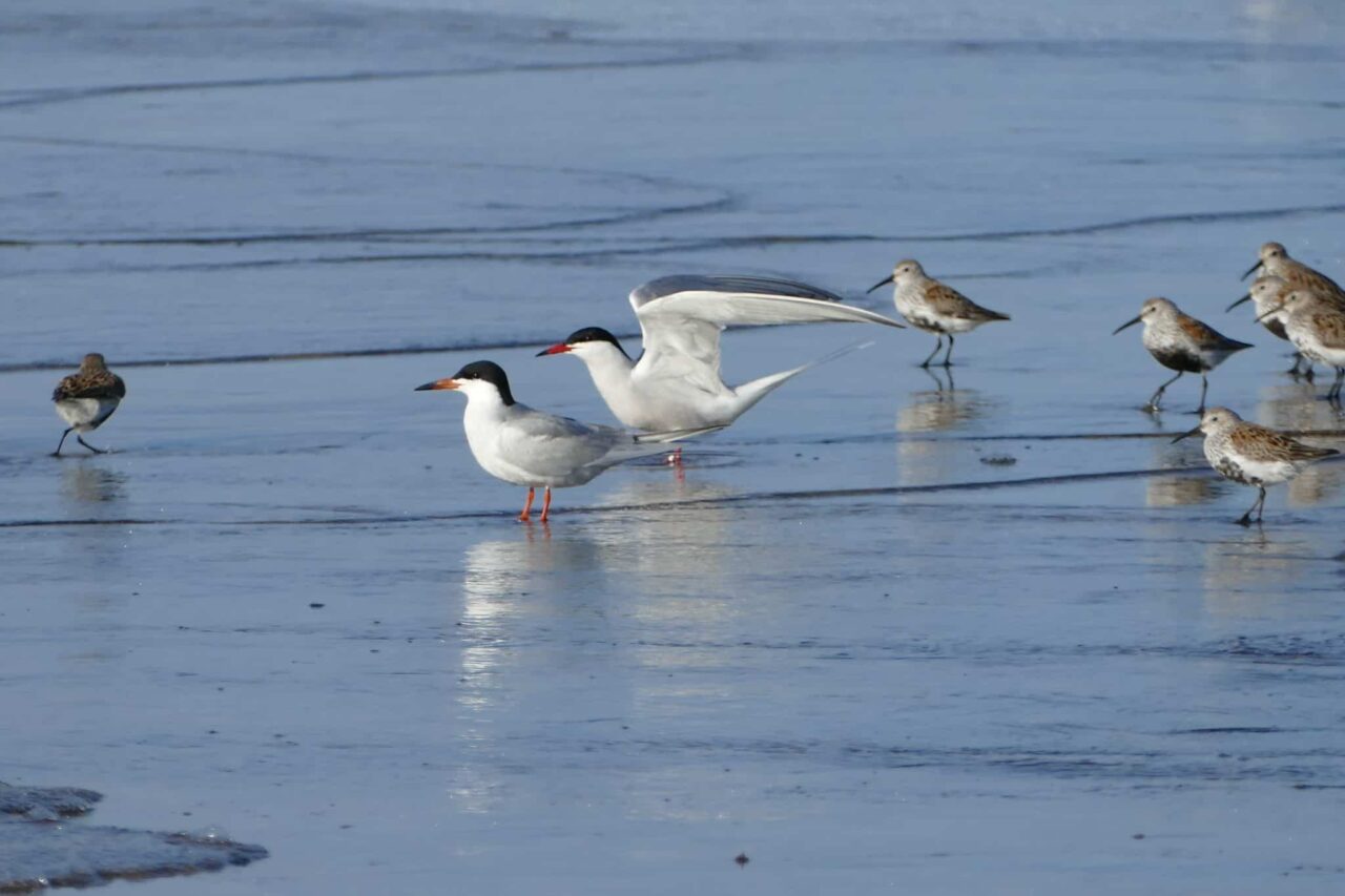 Common Tern, Forster's Tern, and Dunlin