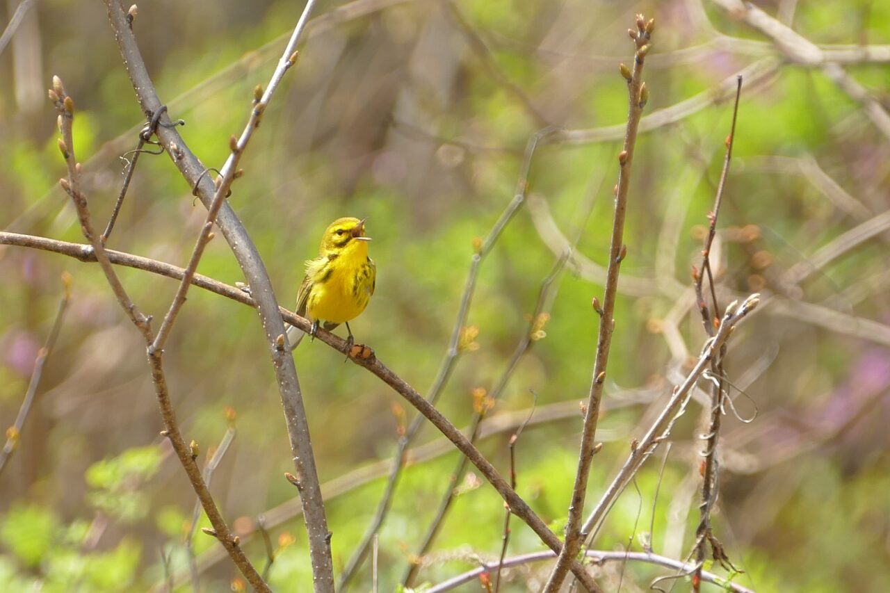 Singing Prairie Warbler by James Muller