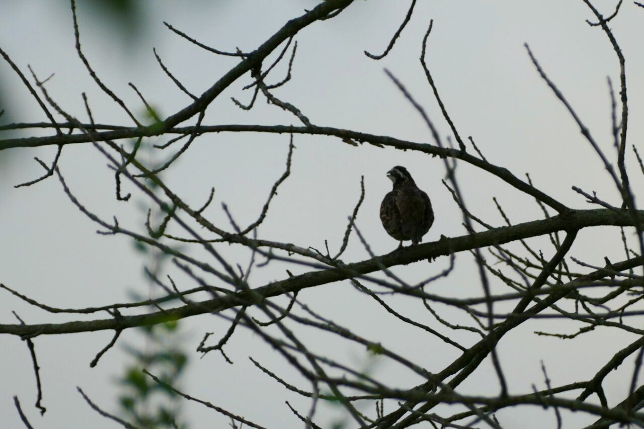 Northern Bobwhite by James Muller