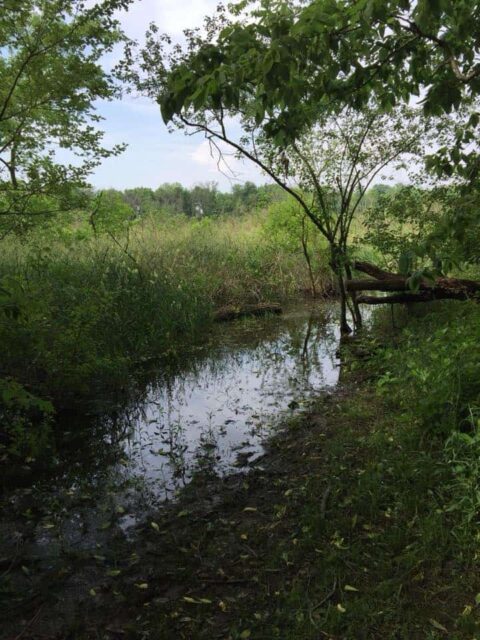 Swale at Calamus - Photo Trudy Brandenburg