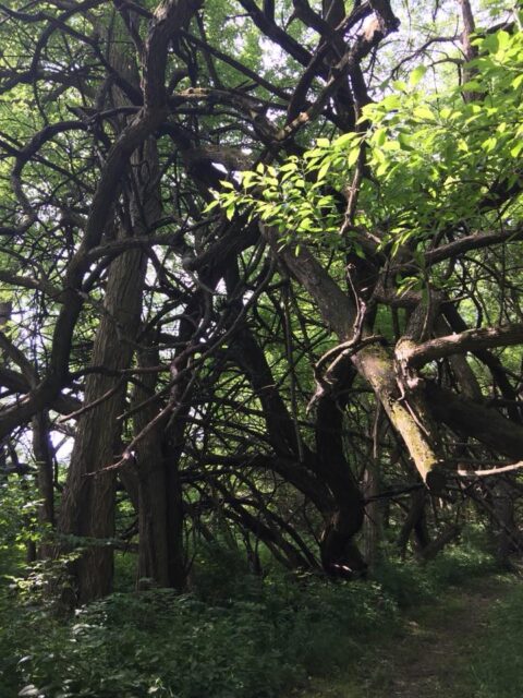 Tangled Trees at Calamus - Photo Trudy Brandenburg