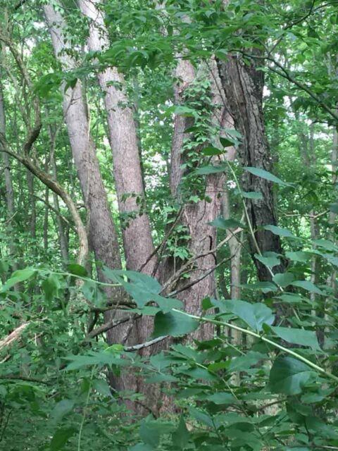 Trees at Calamus - Photo Trudy Brandenburg