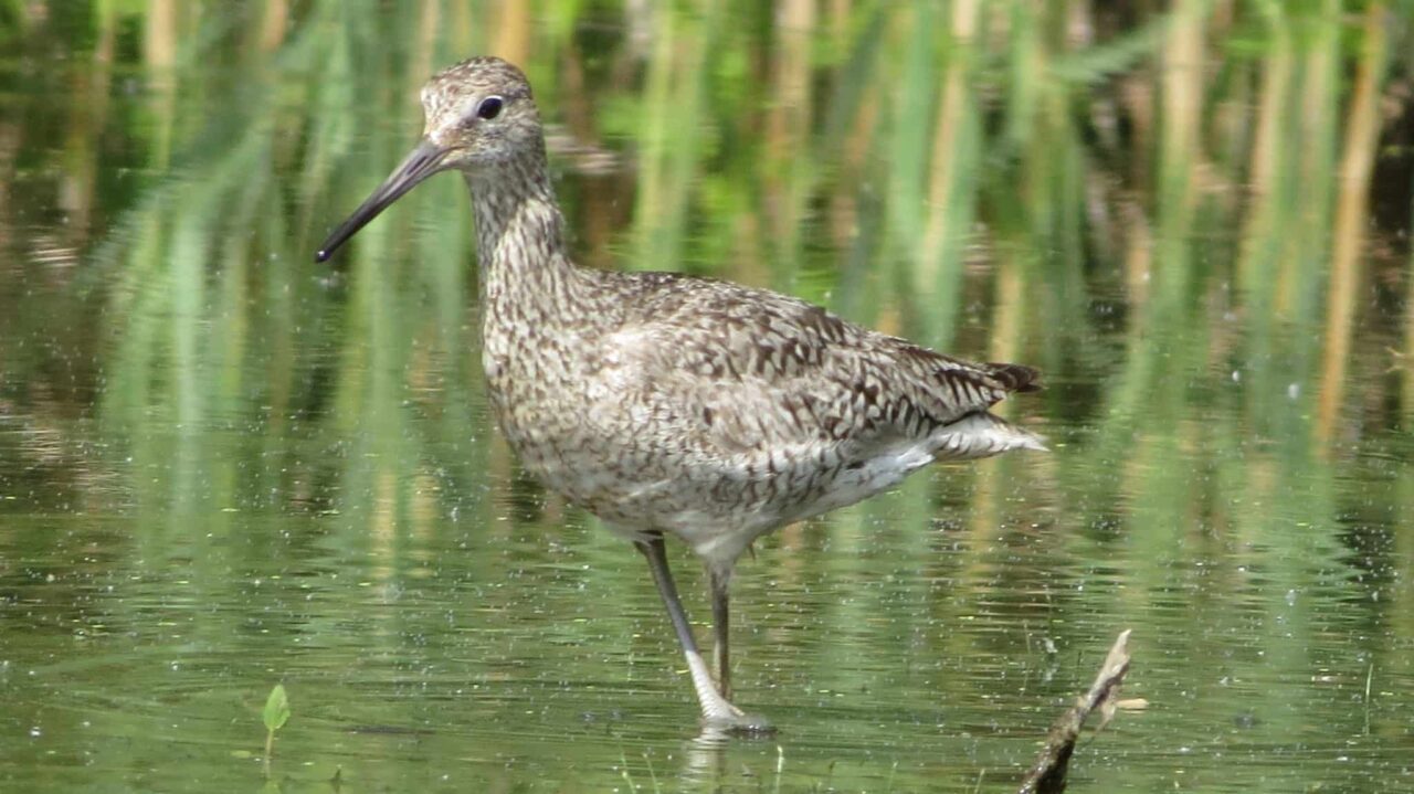 Willet by Corinna Honschied