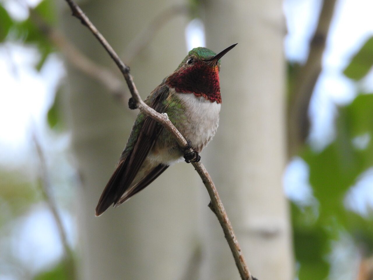 Broad-tailed Hummingbird - Photo Katelyn Shelton