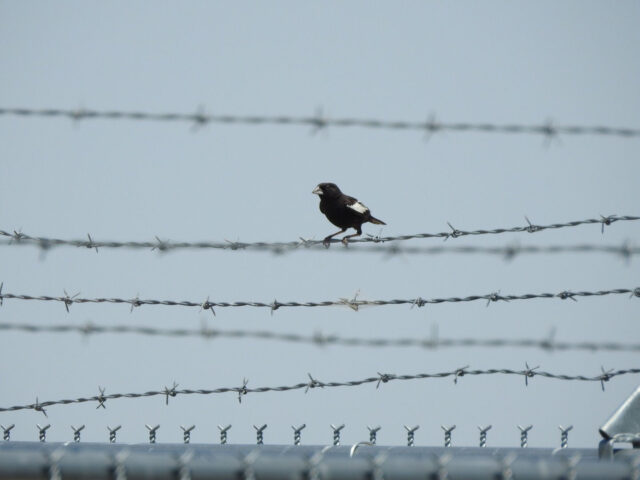 Lark Bunting - Photo Adriana Losey