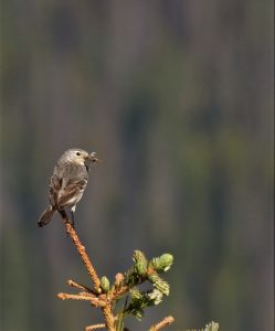 Vesper Sparrow - Photo Adriana Losey