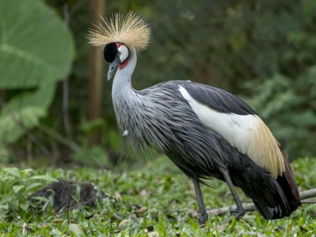 Grey Crowned Crane