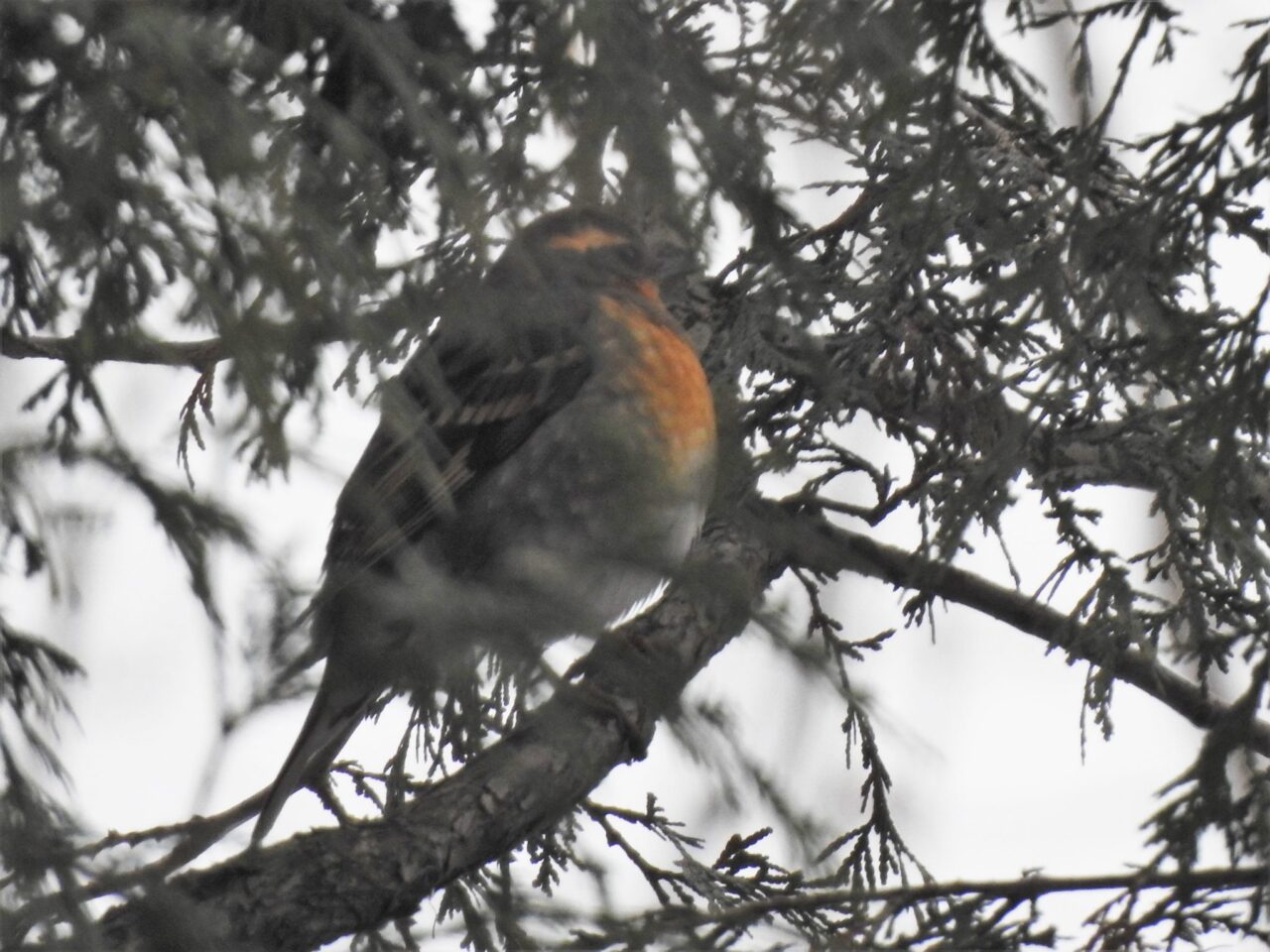 Varied Thrush by Lisa Phelps