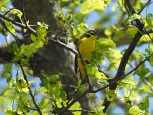 Kentucky Warbler - Photo Lisa Phelps
