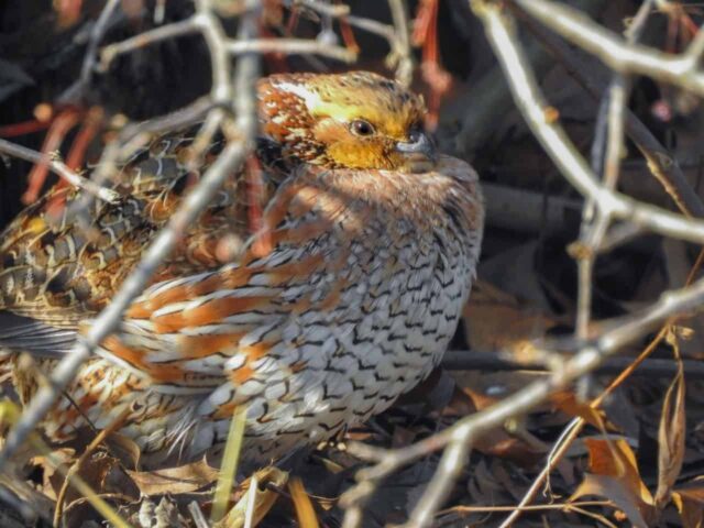 Northern Bobwhite at Killdeer