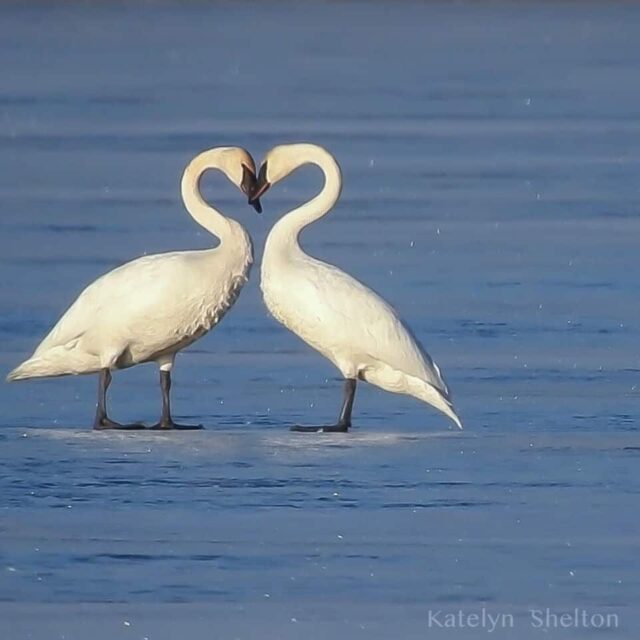 Trumpeter Swans at Killdeer - Katelyn Shelton