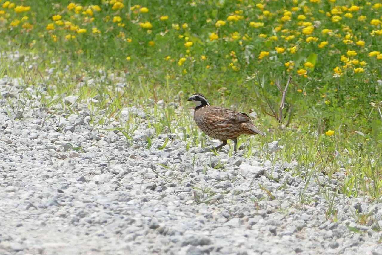 Northern Bobwhite by James Muller