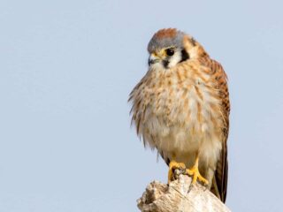 American Kestrel - Photo Mick Thompson