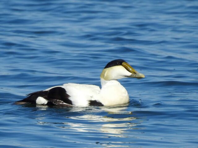 Common Eider