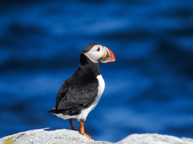 Atlantic Puffin