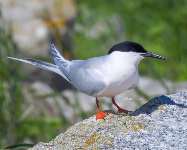 Common Tern