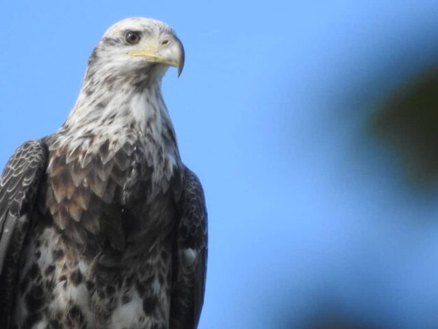 Immature Bald Eagle - Photo Lisa Phelps