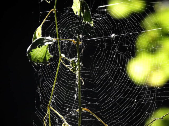 Spider web at Magee - Photo Lisa Phelps