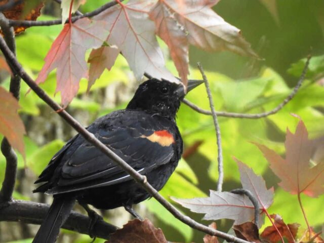 Red-winged Blackbird - Photo Lisa Phelps