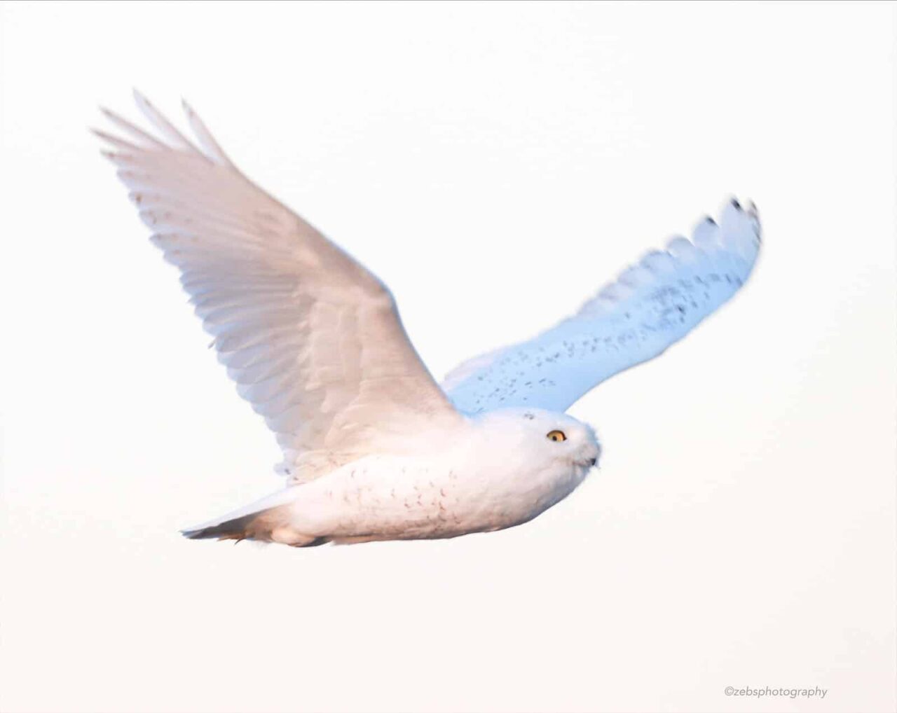 Snowy Owl by Zebedee Muller